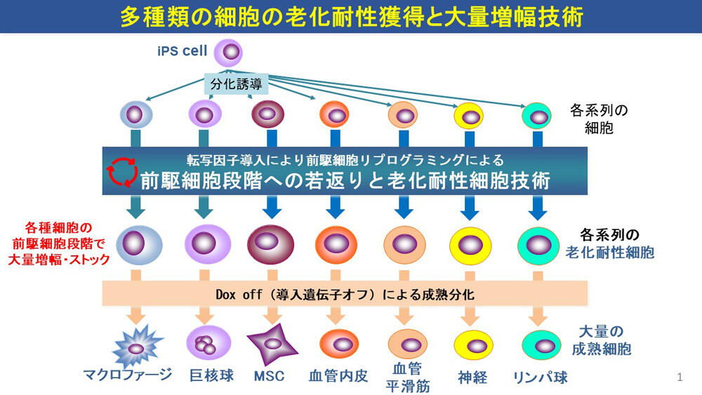 高山 直也 研究概略図