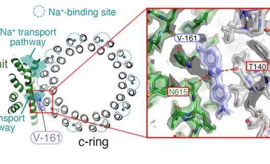 Prof. Murata's team unveiled V161, a compound that targets the Na+-V-ATPase enzyme in VRE, inhibiting its growth while preserving gut bacteria--offering hope against antibiotic resistant infections!