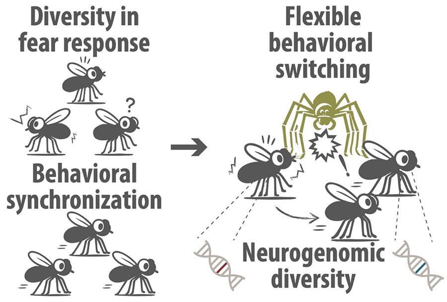 Fear in Sync: Collective Survival Through Neurogenomic Diversity, Daiki SATO, Assistant Professor, Institute for Advanced Academic Research / Graduate School of Science