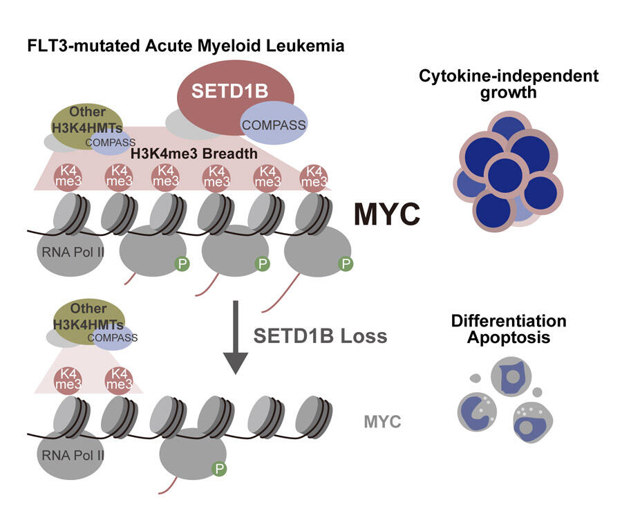 Understanding How a Key Protein Helps Aggressive Blood Cancer Grow, Paving the Way for Targeted Therapies, Takayuki HOSHII, Associate Professor, Graduate School of Medicine