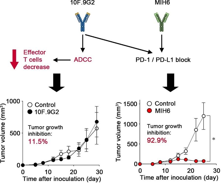 Shedding Light on Why Immunotherapy Sometimes Fails, Yuta TAMEMOTO, Assistant Professor, Graduate School of Pharmaceutical Sciences, Chiba University