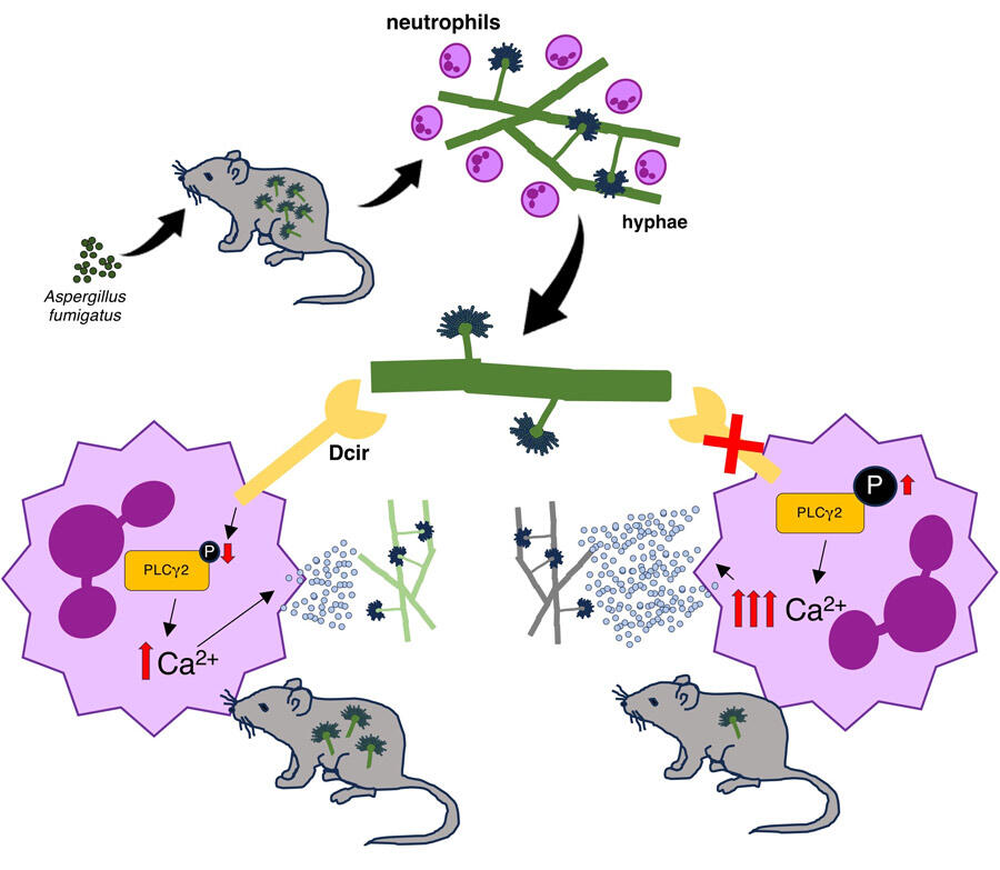 How an Immune Cell Receptor Dampens the Fight Against Fungal Infection, Shinobu SAIJO, Associate Professor, Medical Mycology Research Center