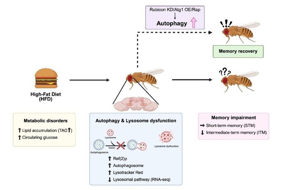 High-Fat Diet Impairs Memory Formation by Reducing Autophagy, Ayako TONOKI, Associate Professor, Graduate School of Pharmaceutical Sciences