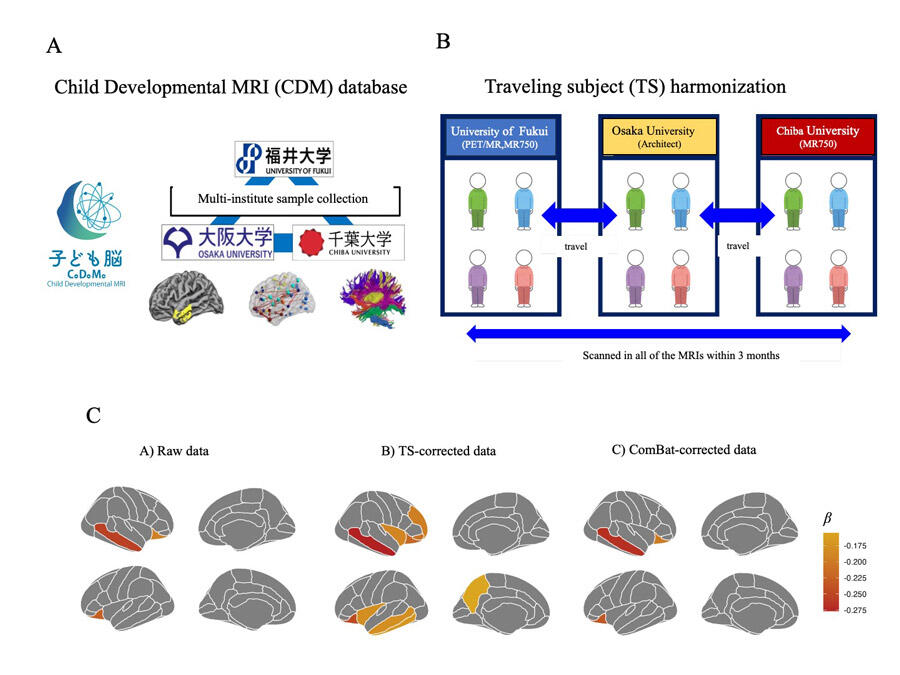 Novel Accurate Approach Improves Understanding of Brain Structure in Children with ADHD, Yoshiyuki HIRANO, Professor / Vice Director, Research Center for Child Mental Development