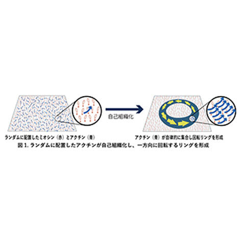 分子モーターによる秩序形成の原理を解明 ～細胞内の「秩序」が生まれる仕組みを発見～